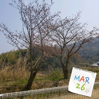 桜が咲きました