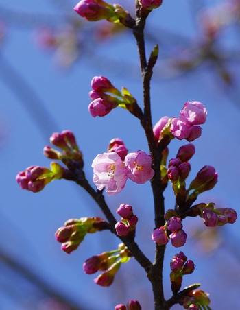 まんのう池コイネット 満濃池 陽光桜咲く