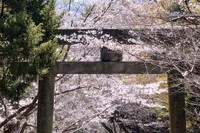 桜便り