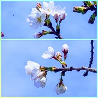 桜便り