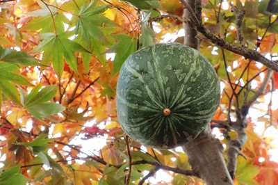 我が家の紅葉～☆