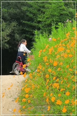 季節の花～✿