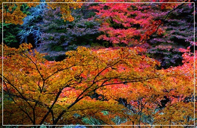 紅葉狩り～②