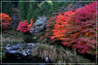 紅葉狩り～②