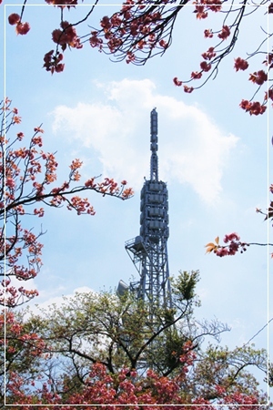 ぼたん桜～✿