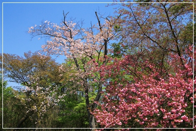 ぼたん桜～✿