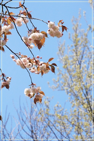 ぼたん桜～✿