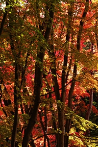 紅葉を求めて徳島～❤