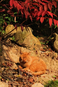 紅葉を求めて徳島～❤