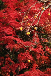 紅葉を求めて徳島～❤