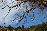 紅葉を求めて徳島～❤