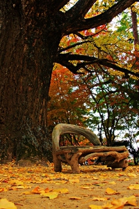 紅葉を求めて徳島～❤