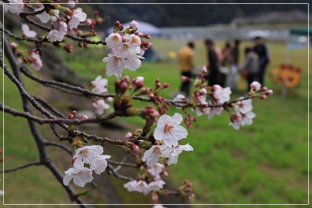 西条市の桜