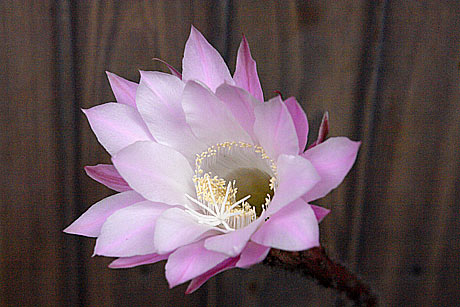 サボテンの花