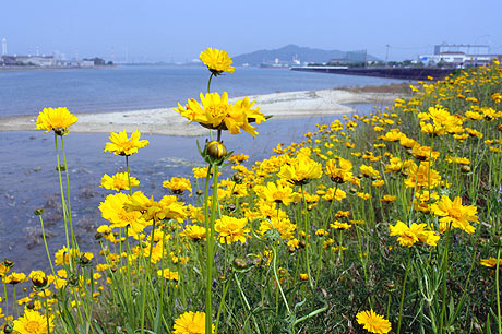 河口は黄色なり