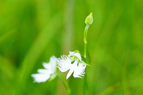 湿原の花