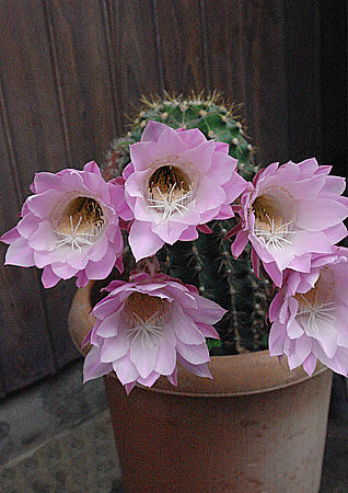 サボテンの花