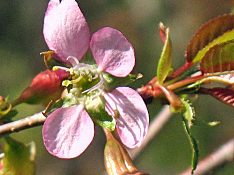 ヒマラヤ桜