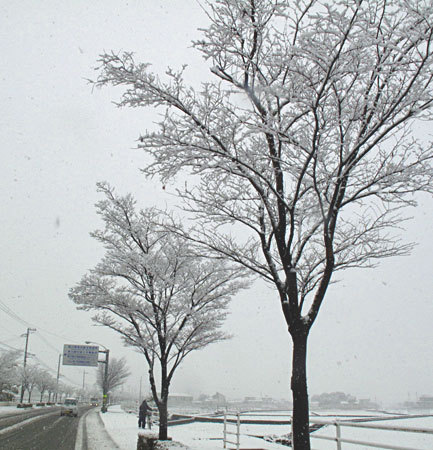 雪が降る