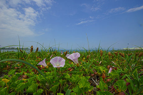 浜昼顔