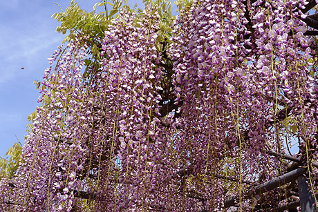 藤の花