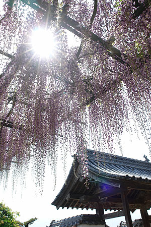 藤の花