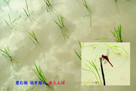 恵みの雨