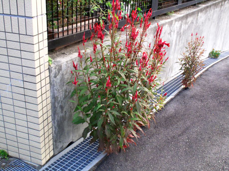 鶏頭の花