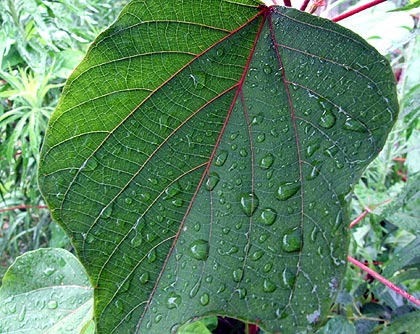 雨の音
