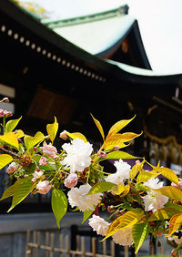 しほがま桜