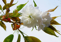 しほがま桜