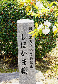しほがま桜