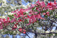 花水木