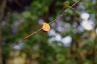 秋の草