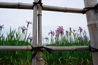 花菖蒲
