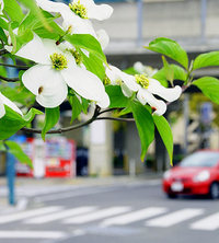 花水木