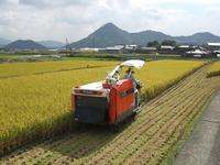 菜の花米できたよ