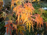 紅葉…今頃？