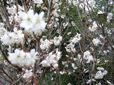 桜♪さくら♪サクラ♪さく