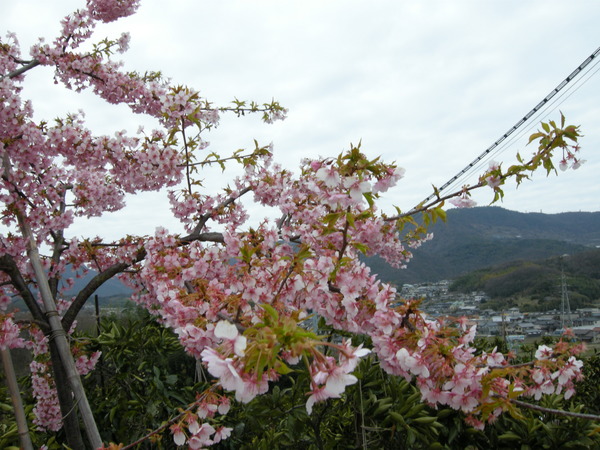 さくら前線というのは如何な？？