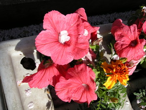 花びらのロードを行く～～
