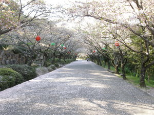 花びらのロードを行く～～