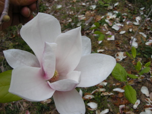 お花シリーズ・大川のみろく公園