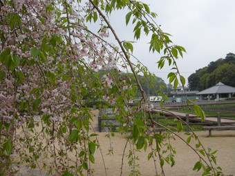八重サクラ＆枝垂れサクラ～きかく公園