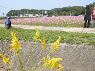 コスモス畑～さぬき市鴨部地区