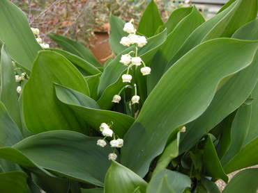 散歩コースの花～