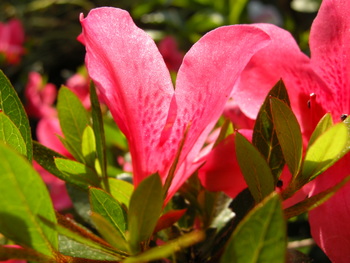 自宅の庭の花～