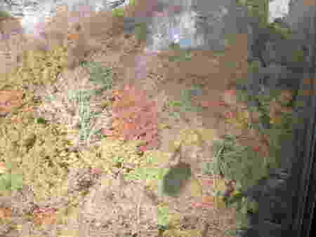 影を見つつ・・紅葉・・寒霞渓・・