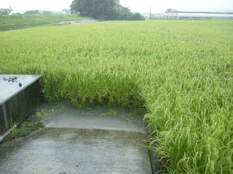 大雨のなかで～ながお～