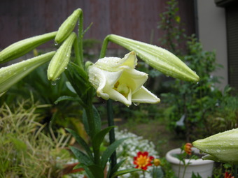 花　シリーズ　雨にぬれて～～